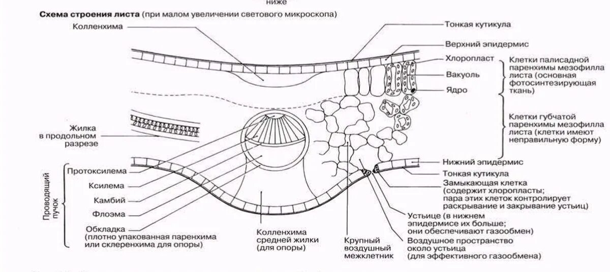 Поперечный срез листа фото Почему российское образование в полной жопе# 2 Пикабу