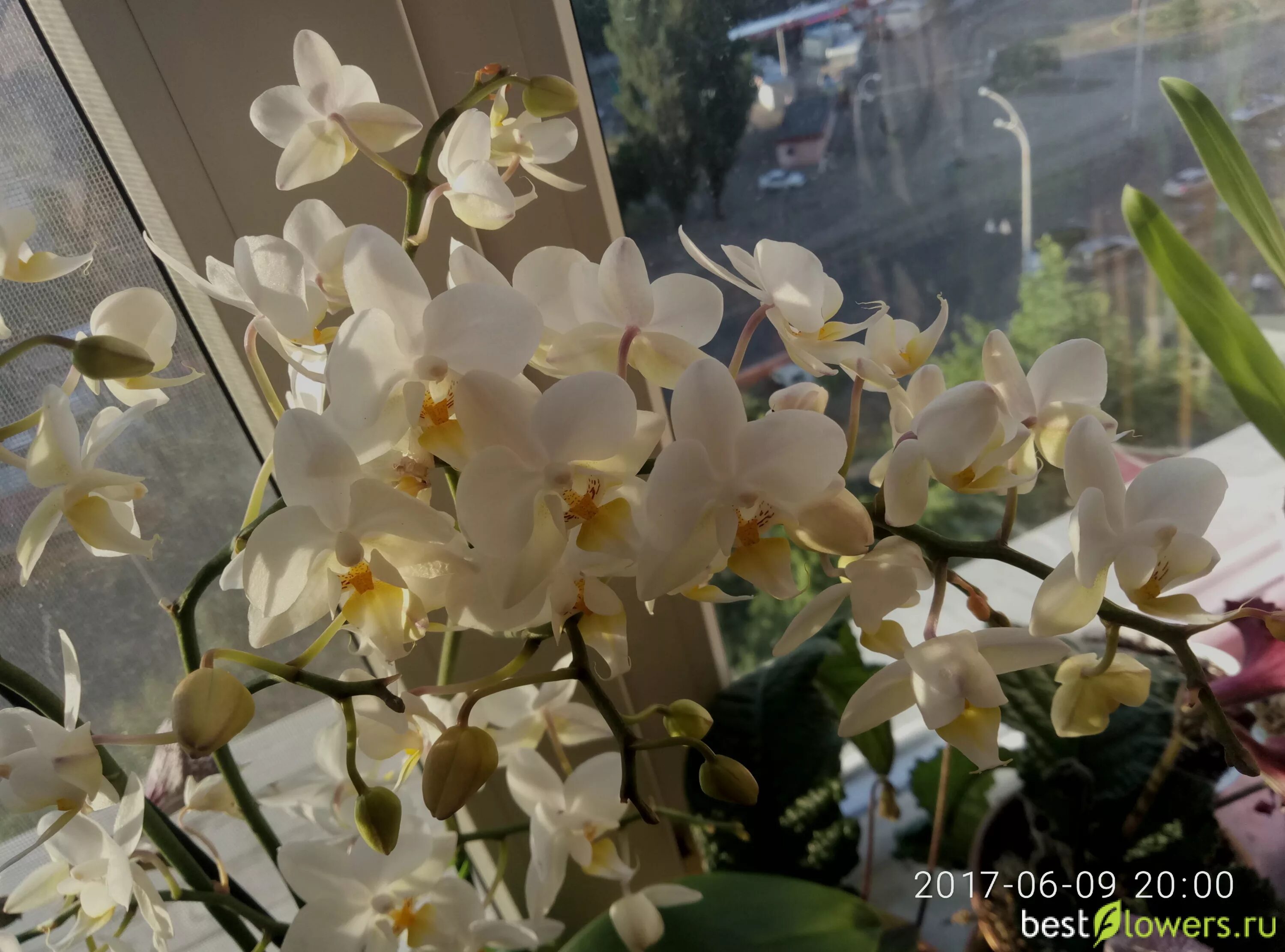 Попкорн орхидея фаленопсис фото Орхидейка. Попкорн пышненький)