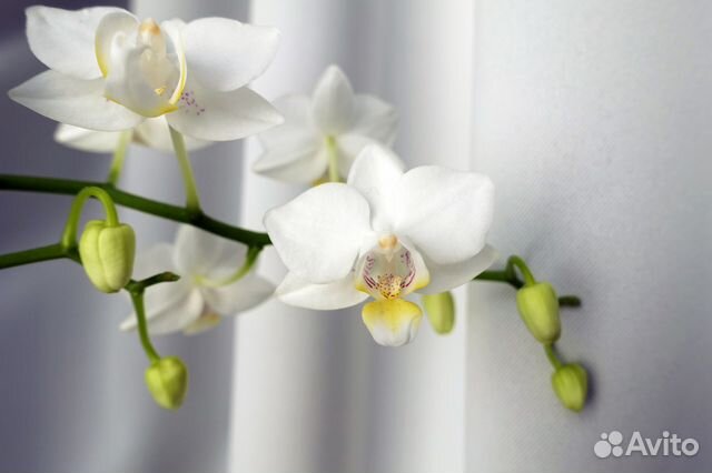 Oncidium stramineum lose Passiflora.ru - Сервис коллективных заказов