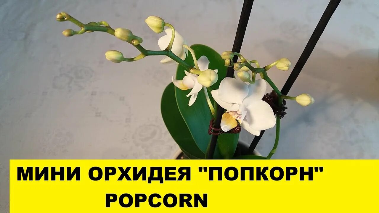 Попкорн орхидея фаленопсис фото МИНИ ОРХИДЕЯ "ПОПКОРН" POPCORN. НОВЕНЬКАЯ В МОЮ КОЛЛЕКЦИЮ. - YouTube