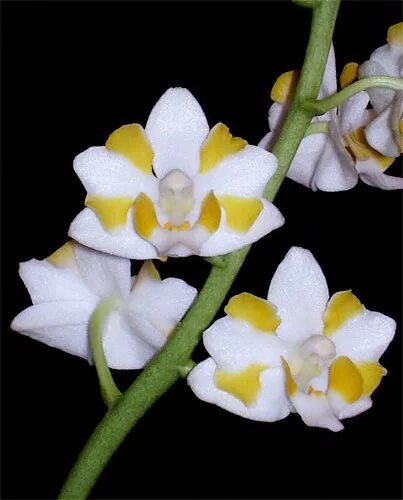 Попкорн орхидея фаленопсис фото Орхидея попкорн