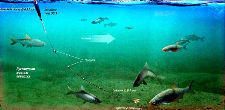 Поплавочная оснастка на форель Плотва - описание и особенности поведения этой стайной рыбы Рыбалка Дзен