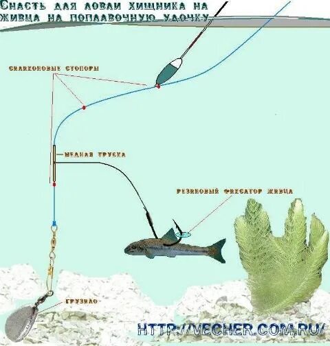 Поплавочная оснастка на живца ЛОВЛЯ ХИЩНИКА НА ЖИВЦА НА ПОПЛАВОЧНУЮ УДОЧКУ На основную леску поплавочной удочк