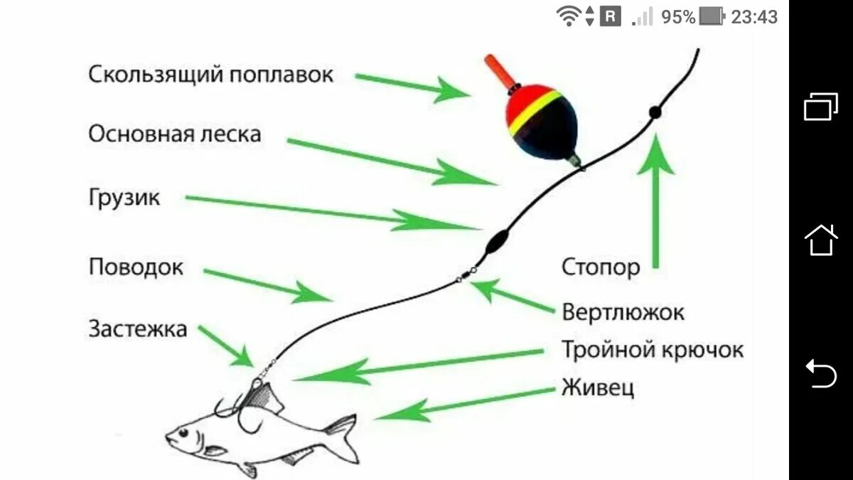 Поплавочная оснастка на живца Как последовательно настроить поплавочную удочку на живцовую оснастку для ловли 