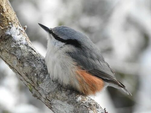 Поползень фото птицы крупным Nuthatch (Sitta europaea) Eero Kiuru Flickr