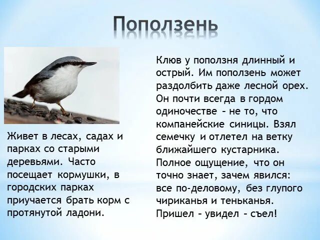 Поползень птица фото и описание где зимует Презентация "Зимующие птицы в Подмосковье" по окружающему миру - скачать проект