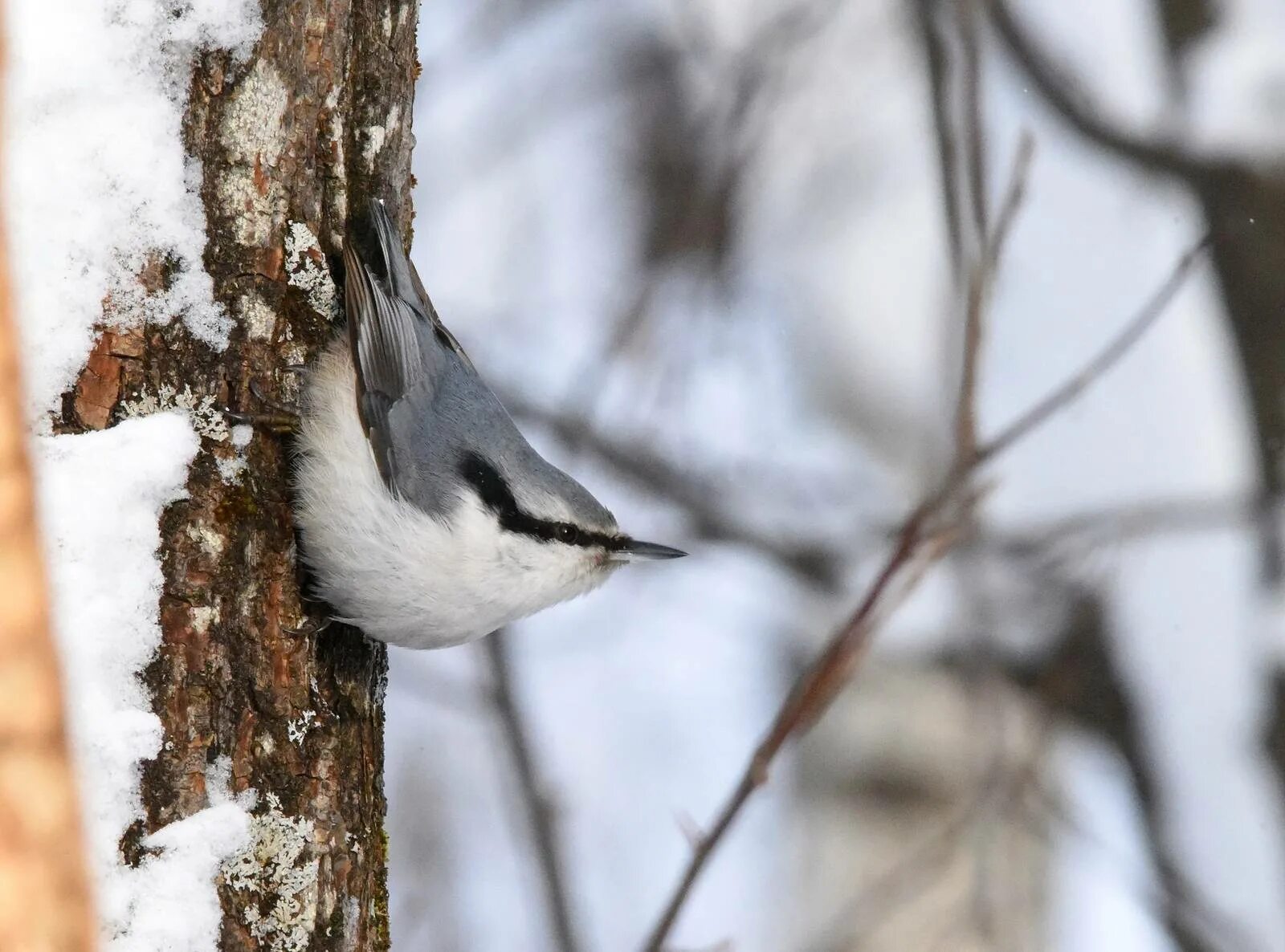 Поползень птица фото и описание где зимует Eurasian Nuthatch (Sitta europaea). Birds of Siberia.