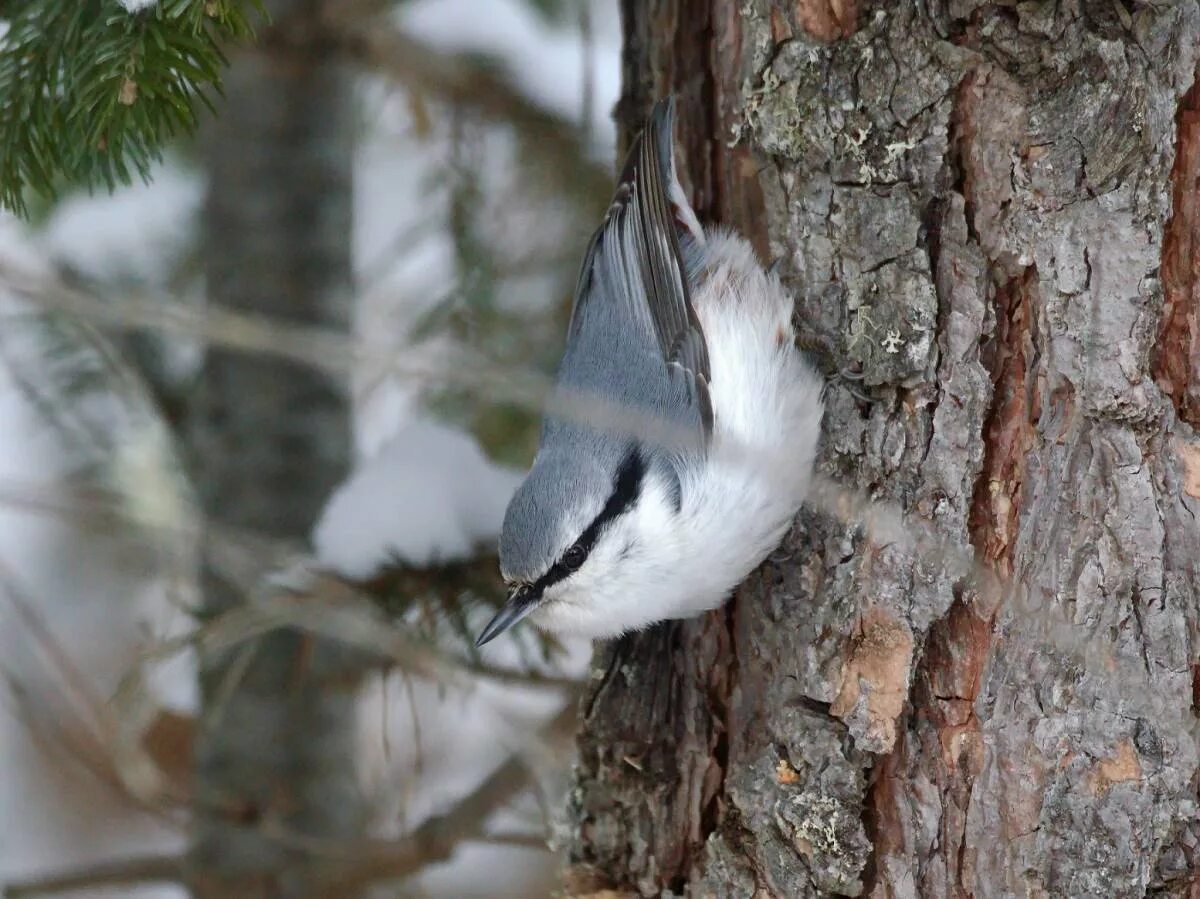 Поползень птица фото и описание где зимует Eurasian Nuthatch (Sitta europaea). Birds of Siberia.