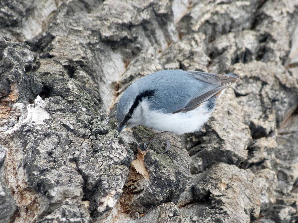 Поползень змея фото Eurasian Nuthatch (Sitta europaea). Birds of Siberia.