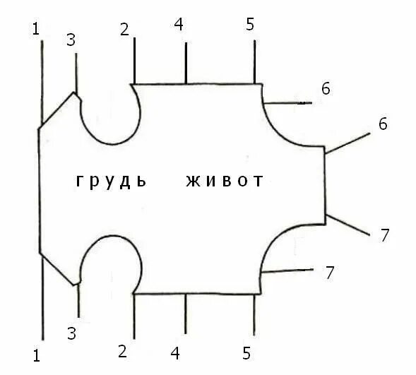 Попона для кошки выкройка Resultado de imagen para выкройка для собаки