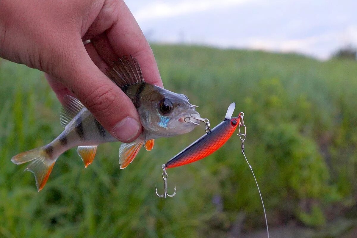 Поппер на окуня самый уловистый Humpback Minnow 50SP. Случайные окуни