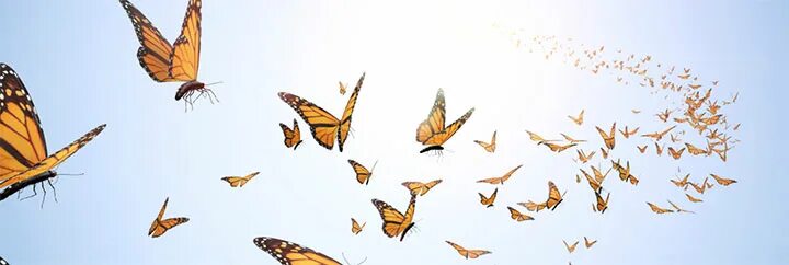 Порхающие бабочки фото TRU Community Care to host Butterfly Release and Memorial event June 22 - Yellow