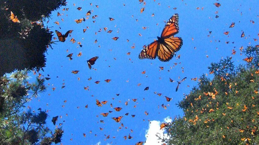 Порхающие бабочки фото #MEXICO #SWD #GREEN2STAY Monarch butterfly record-keeping is going high tech in 