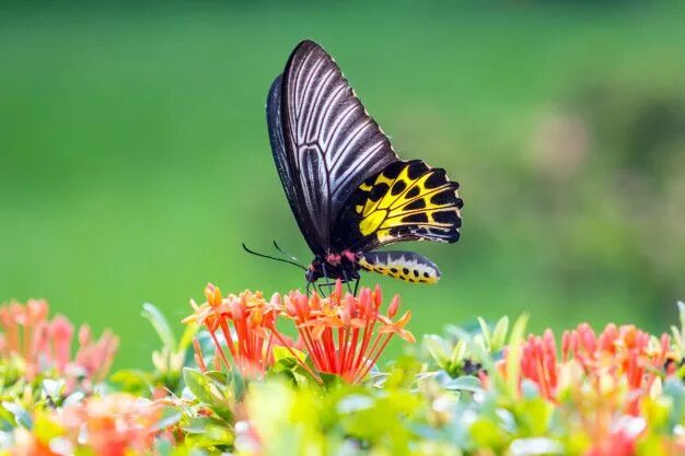 Порхающие бабочки фото Premium Photo Butterfly fly in morning nature. Bloem fotografie, Paarse bloemen,