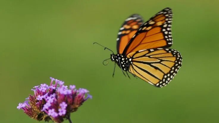 Порхающие бабочки фото Monarch Butterfly Populations at Risk, But There’s an Easy Way to Help Monarch b