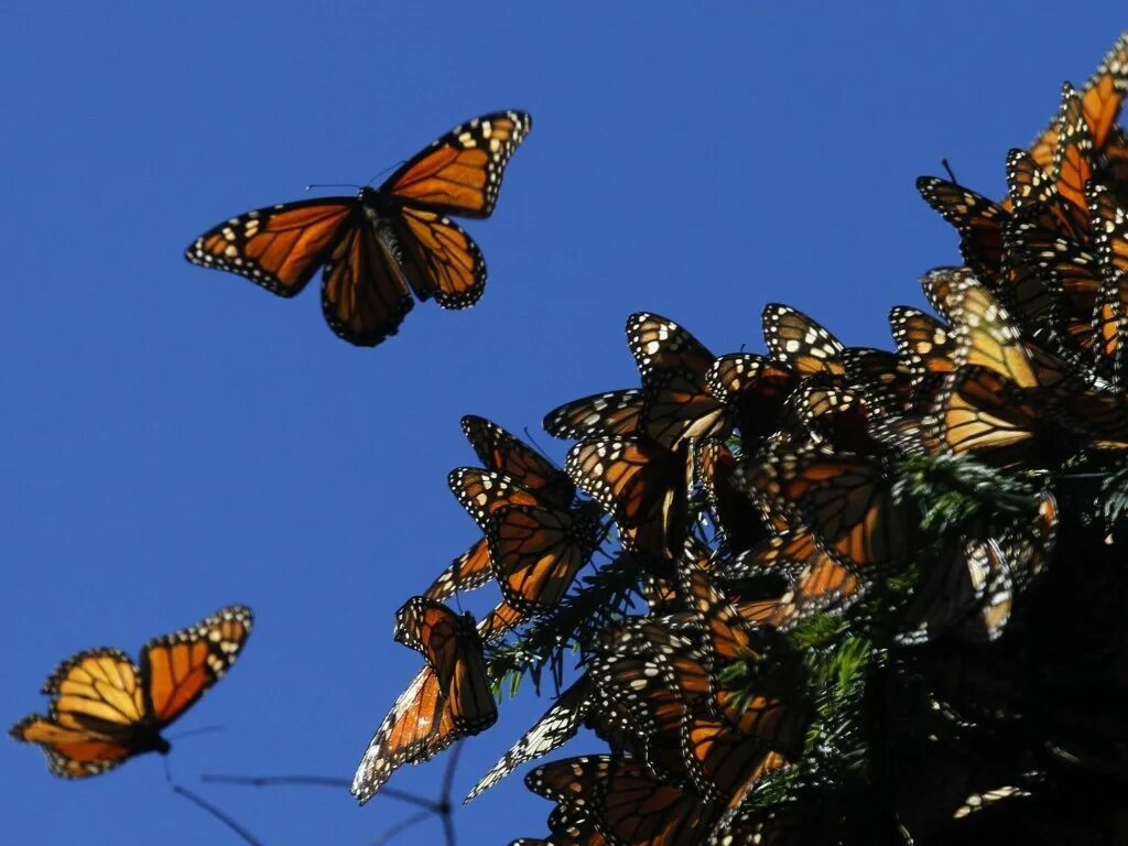 Порхающие бабочки фото Why Millions of Monarch Butterflies Are Disappearing From Mexico