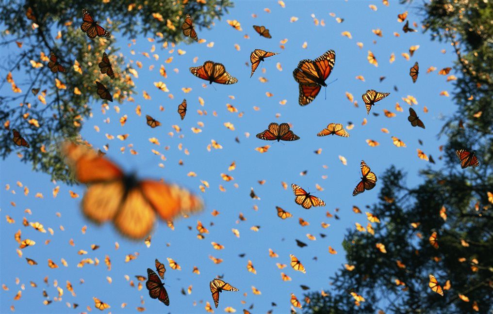 Порхающие бабочки фото Animales en peligro de extinción Butterfly wallpaper, Monarch butterfly, Style i