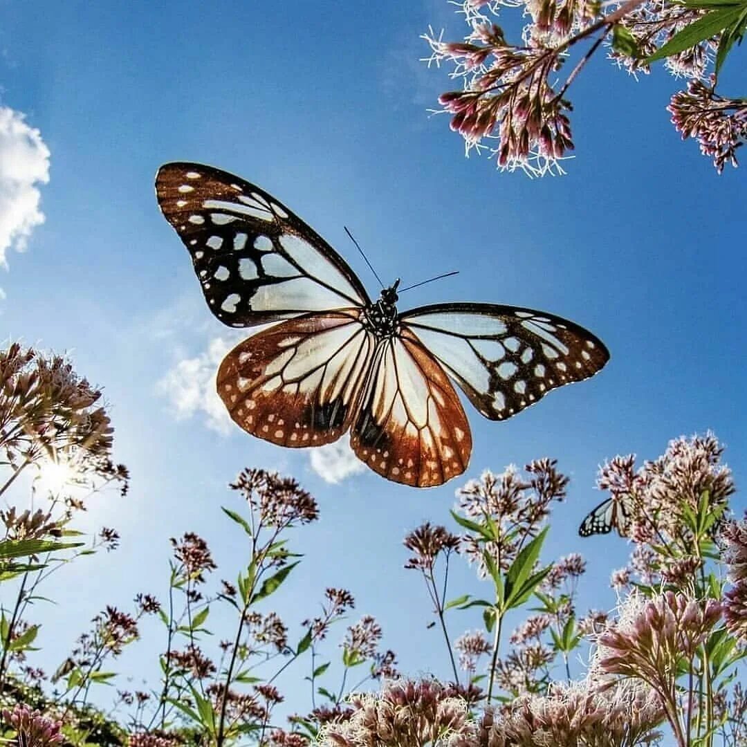 Порхающие бабочки фото @loving butterflies on Instagram: "Reposted from @butterflyrealm #butterfly #but