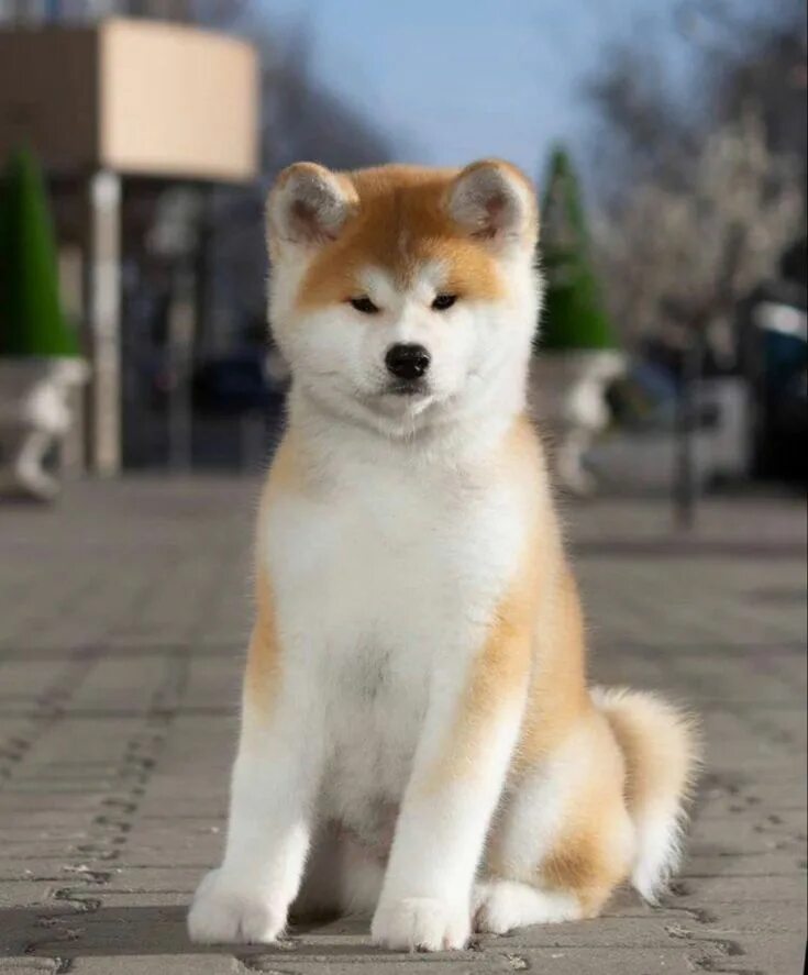 Порода акита щенки фото Животные Akita puppies, Japanese dogs, Akita inu puppy