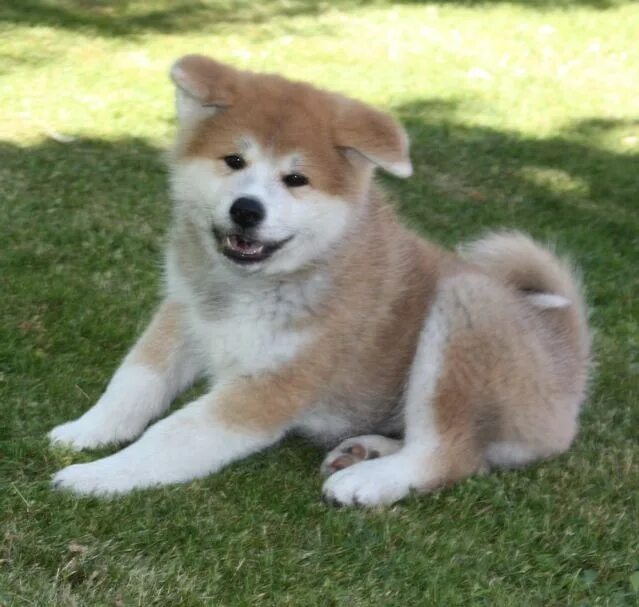 Порода акита щенки фото Akita Inu Chien, Akita