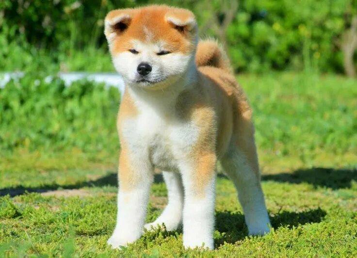 Порода акита щенки фото akita inu - Google Search Akita inu puppy, Akita dog, Akita