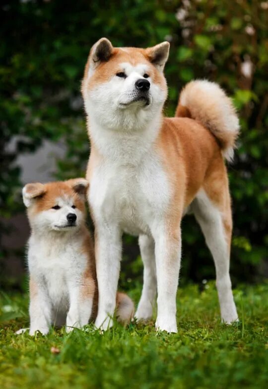 Порода акита щенки фото Акита-ину Akita dog, Akita inu puppy, Cute cats and dogs