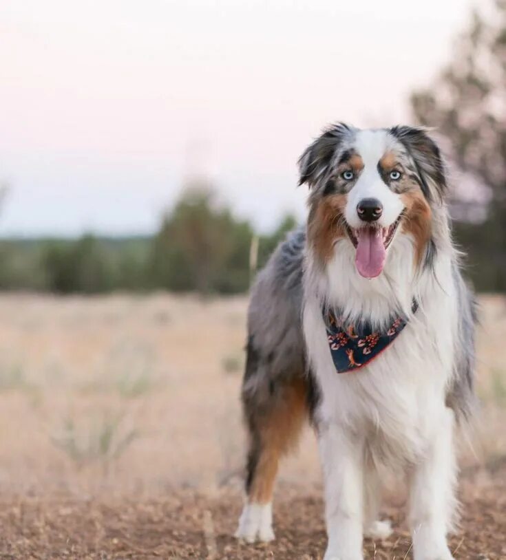 Порода австралийская овчарка фото A Cute Australian Shepherd It is a herding dog, with a bundle of energy. If they