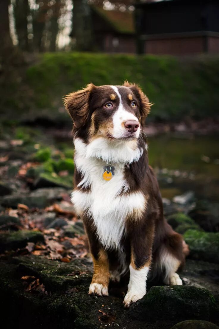 Порода австралийская овчарка фото Australian shepherd 6 months old Dogs, Aussie dogs, Australian shepherd dogs