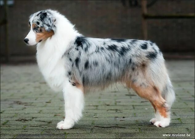 Порода австралийская овчарка фото Pin by Michele Snow on 4 legged's Puppies, Australian shepherd, Dogs