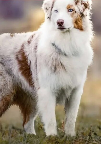 L’amore che obbliga chi è amato a ricambiare Australian shepherd dogs, Shepherd 