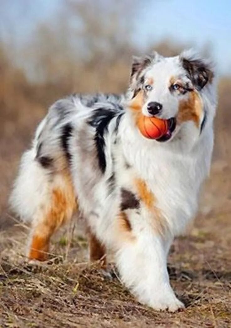 Порода австралийская овчарка фото Australian shepherd dogs, Australian shepherd, Dogs