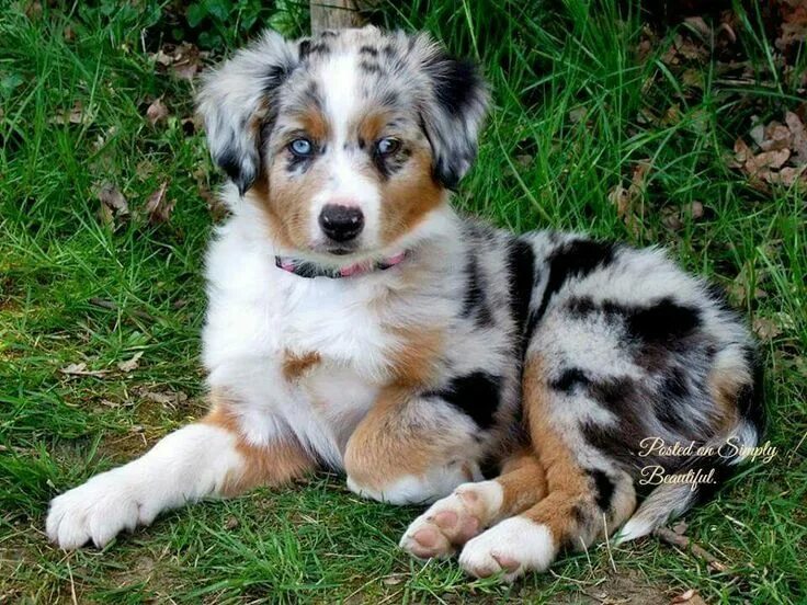 Порода австралийская овчарка фото Pin on HOND Shepherd puppies, Miniature australian shepherd, Cute puppies