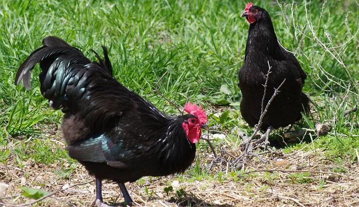 Порода австралорп кур фото The Black Australorp Is A Chicken-Keeper’s Favorite Chickens backyard breeds, Au