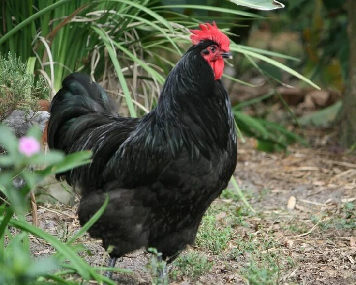 Порода австралорп кур фото Australorp Chicken breeds, Chickens backyard, Australorp chicken