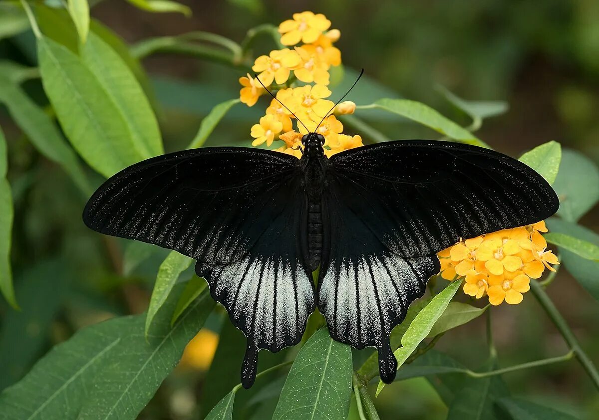 Порода бабочек фото Papilio memnon - Wikipedia