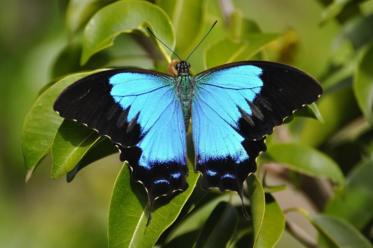 Порода бабочек фото File:Papilio montrouzieri.JPG - Wikipedia