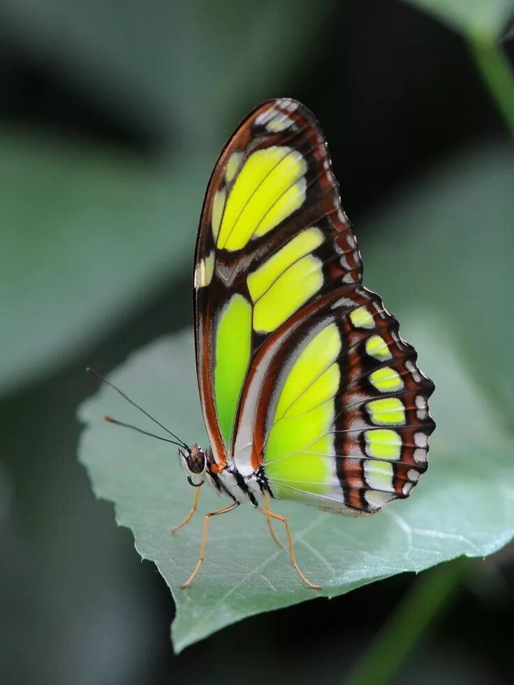 Порода бабочек фото Scarce Bamboo Page Butterfly