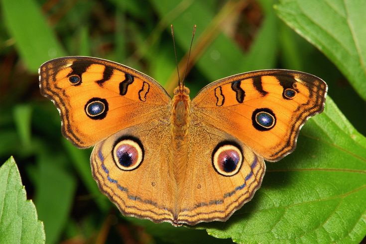 Порода бабочек фото Peacock Pansy (Junonia almana, Nymphalidae) Most beautiful butterfly, Beautiful 