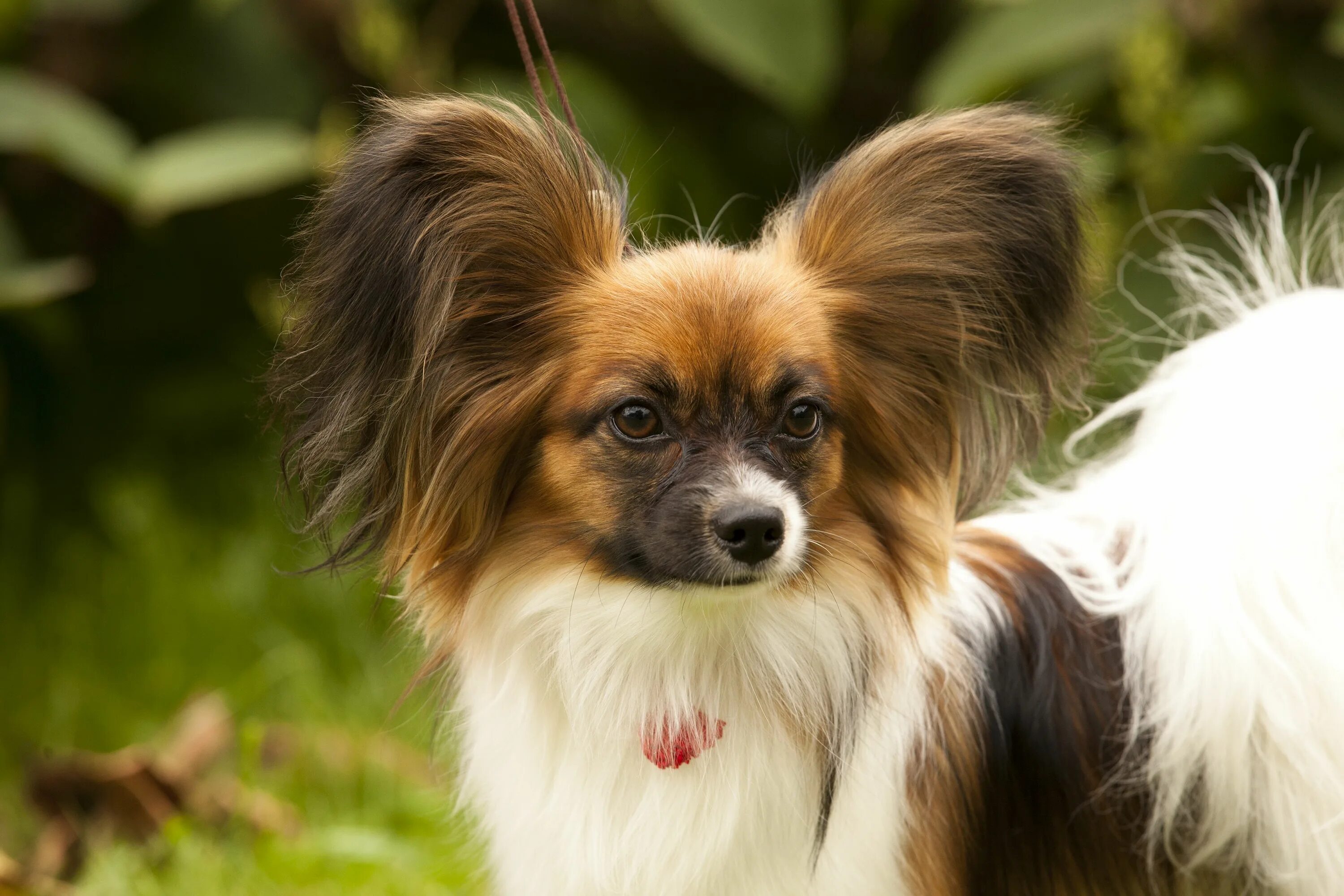 Порода бабочки собака фото Papillion photo Dog breeds, Breeds, Dogs