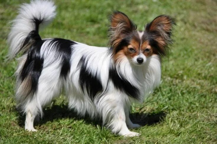 Порода бабочки собака фото Awww Cutest Dog! Smartest dog breeds, Top dog breeds, Papillon dog