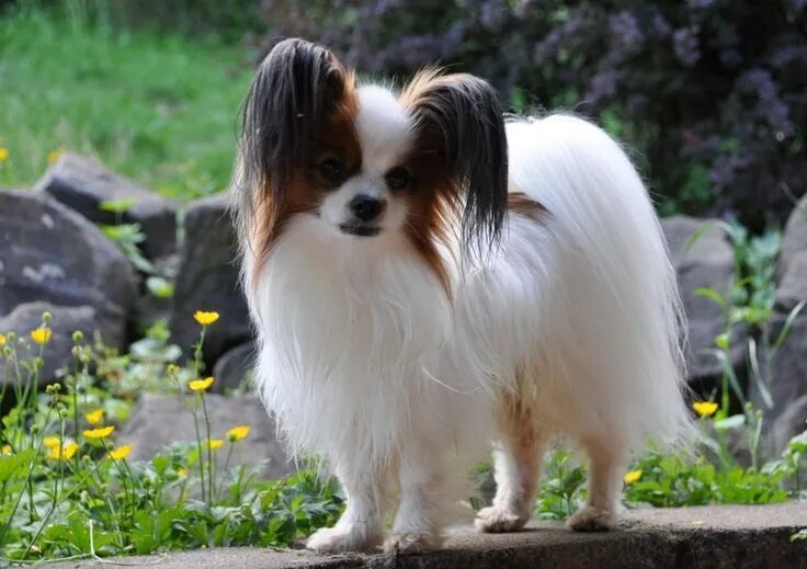 Порода бабочки собака фото Papillon Dog The Cutest & Smartest Toy for Everyone (10) Small dog breeds, Papil