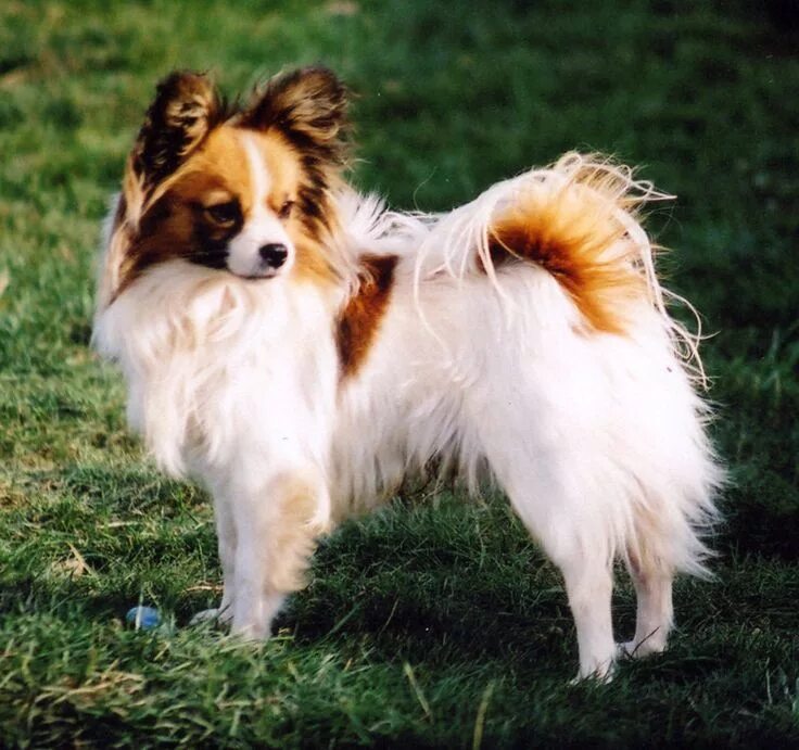 Порода бабочки собака фото Pin on Canine Body Language Papillon dog, Beautiful dogs, Dogs