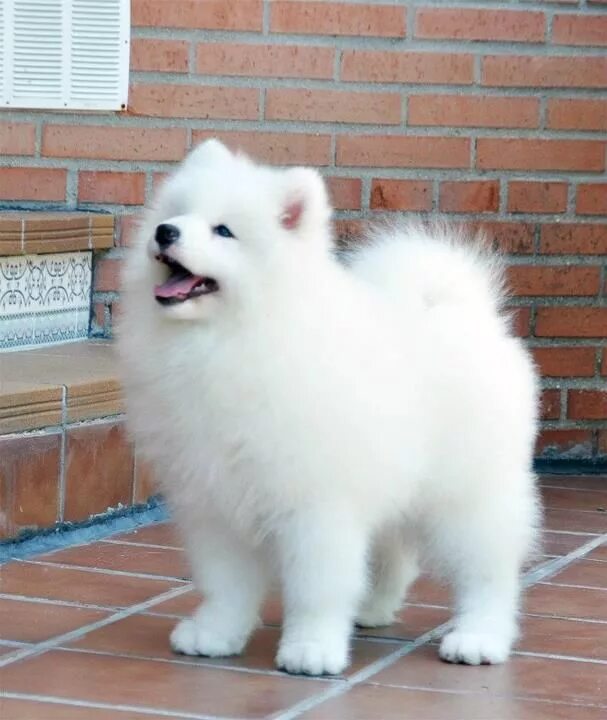 Порода белых пушистых собак фото Pin on SAMOYEDS