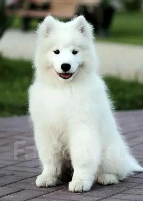 Samoyed Information & Dog Breed Facts Samoyed dogs, Samoyed, Dog list