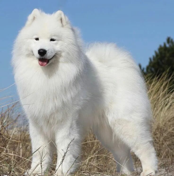 Порода белых пушистых собак фото Pin on samoyeds Samoyed dogs, Big fluffy dogs, Fluffy dogs