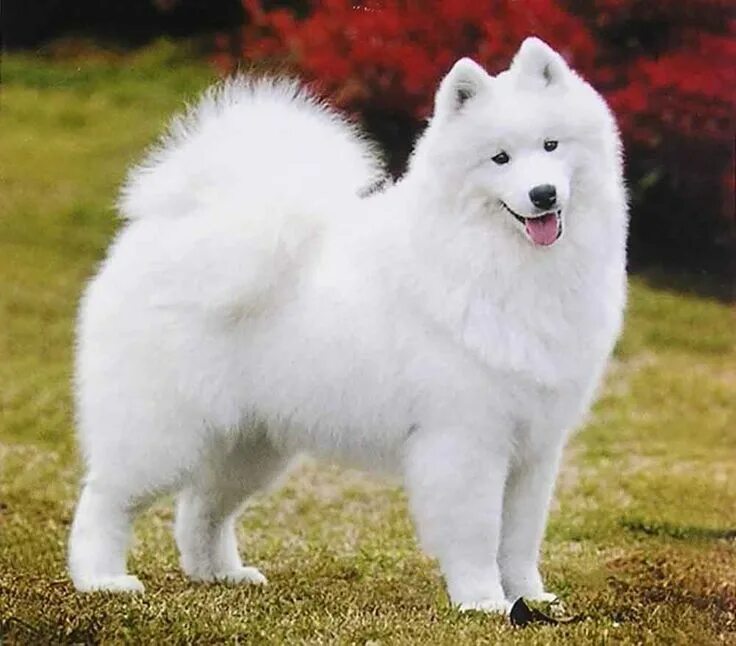 Порода белых пушистых собак фото Samoyed Information & Dog Breed Facts Samoyed dogs, Samoyed, Dog list