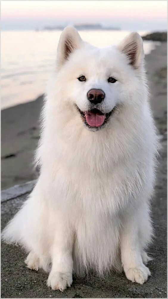 Порода белых пушистых собак фото The Importance of Keeping Your Dog Mentally Stimulated Samoyed dogs, Dogs, Samoy