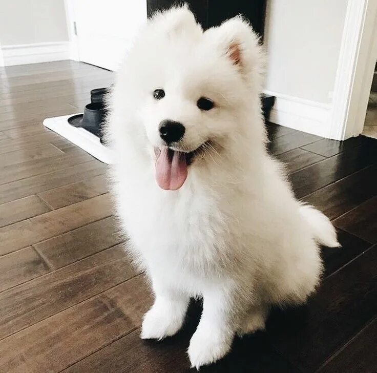 Порода белых пушистых собак фото ✰ P I N T E R E S T @annaxlovee ✰ Samoyed dogs, Cute baby animals, Cute baby dog