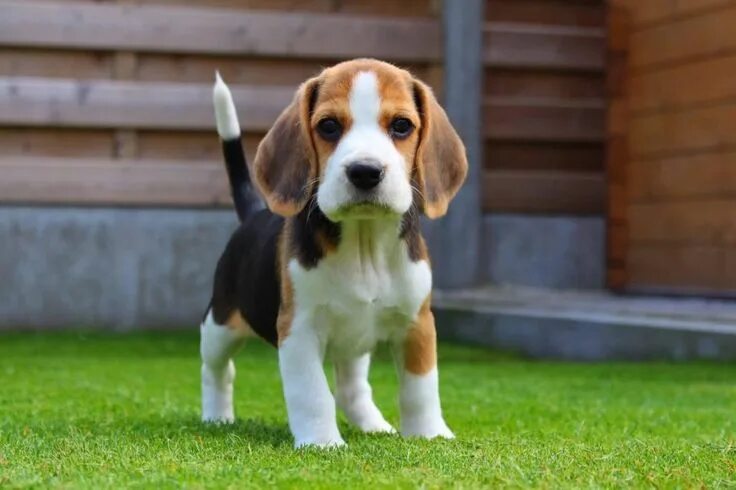 Порода бигль фото цена щенка Pocket Beagles - The Ultimate Guide (2021) - Beagle Owner Beagle puppy, Cute ani