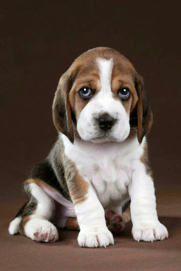 Порода бигль фото цена щенка Pin by maria silvina on cuadros Beagle puppy, Dog breeds, Puppies